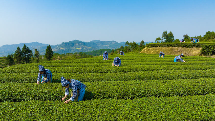 采茶比赛。荣县县委宣传部供图