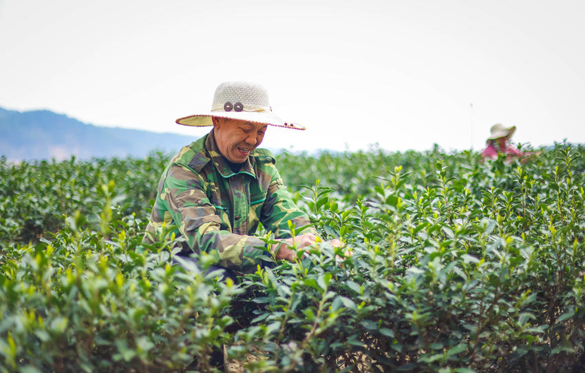 茶园茶农采茶忙。荣县县委宣传部供图