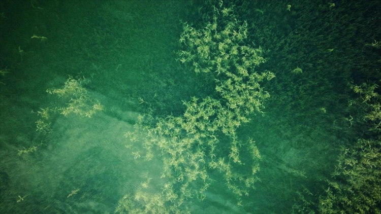 兴隆湖水草。天府新区融媒体中心供图
