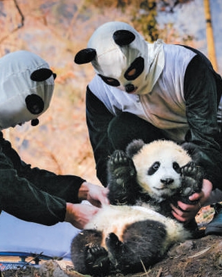 野化放歸助力大熊貓種群復壯