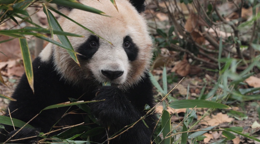 大熊猫“圆梦”。成都大熊猫繁育研究基地供图