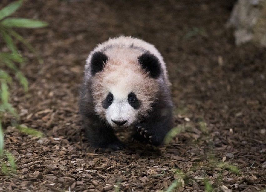 幼年时候的大熊猫“圆梦”。成都大熊猫繁育研究基地供图