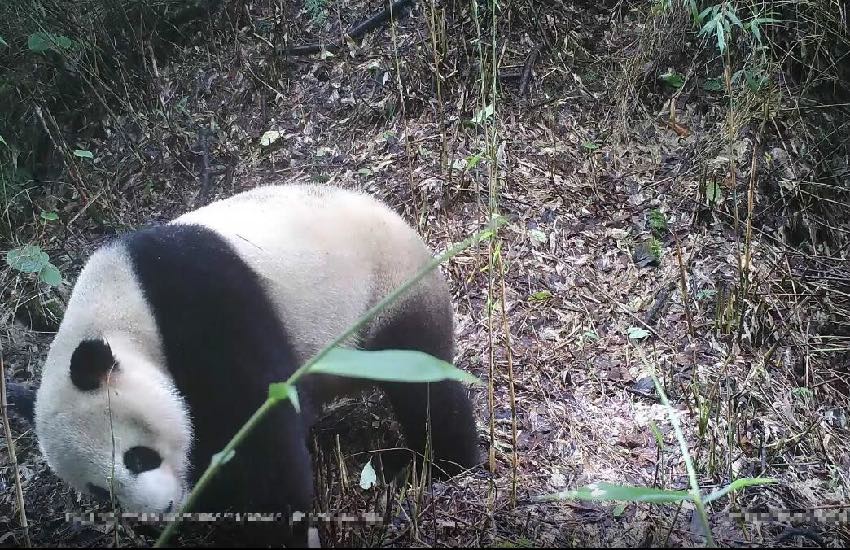 大熊猫。大熊猫国家公园成都管理分局供图