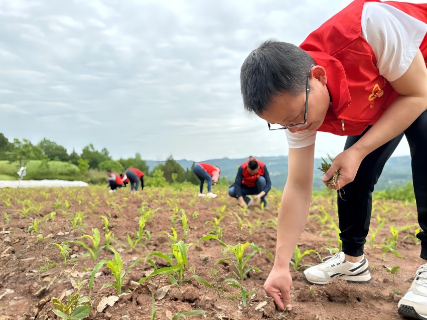 通江烟草帮助棋子顶村产业园除草。通江县烟草专卖局供图