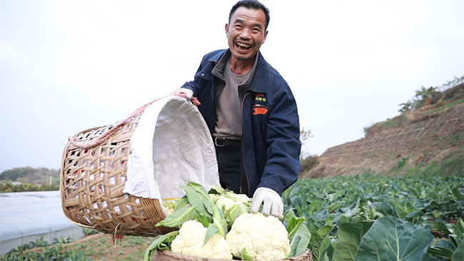 菜农正在采摘花菜。代涵溢供图