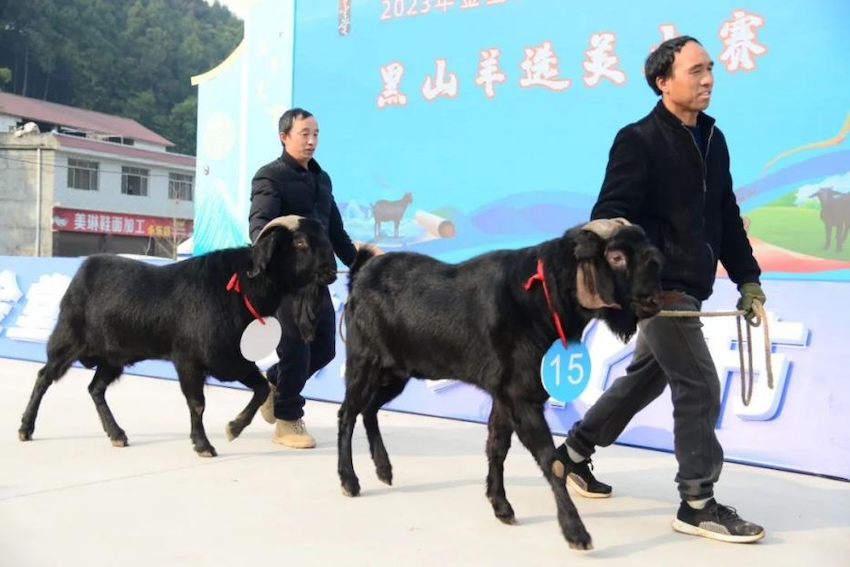 “名羊天下”选美大赛。主办方供图