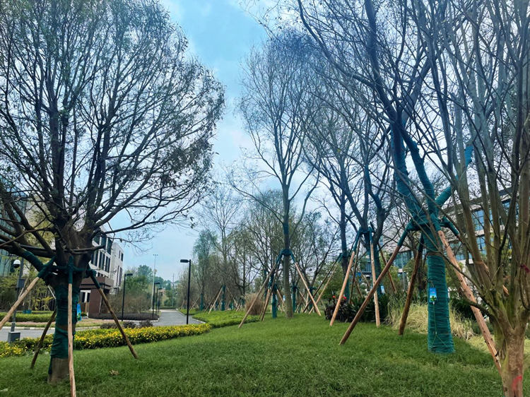 中科院光电所科学城园区周边碳汇提升项目现场图。天府新区融媒体中心供图