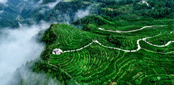 中国硒部茶园走廊。谢长智供图