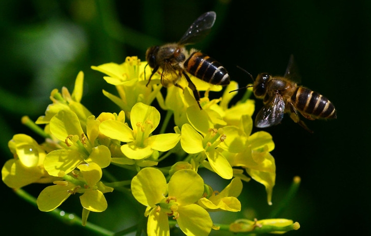 阿坝州的蜜蜂养殖业