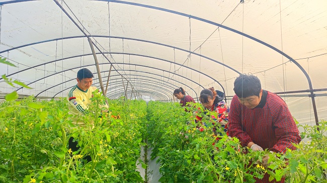 照料作物的农户们。荣媒供图