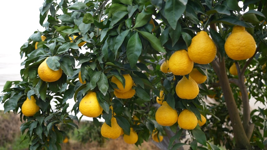 挂满枝头的柑橘。青神县委宣传部供图
