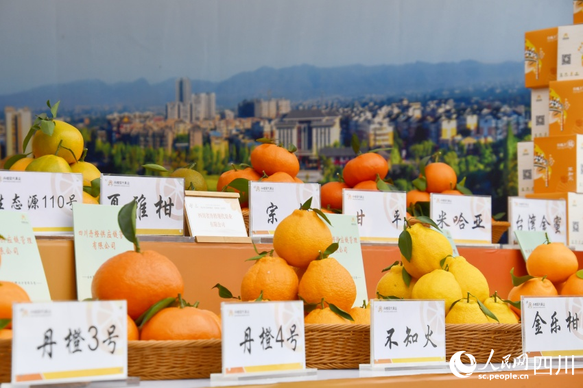 成熟的柑橘。人民网记者 王洪江摄