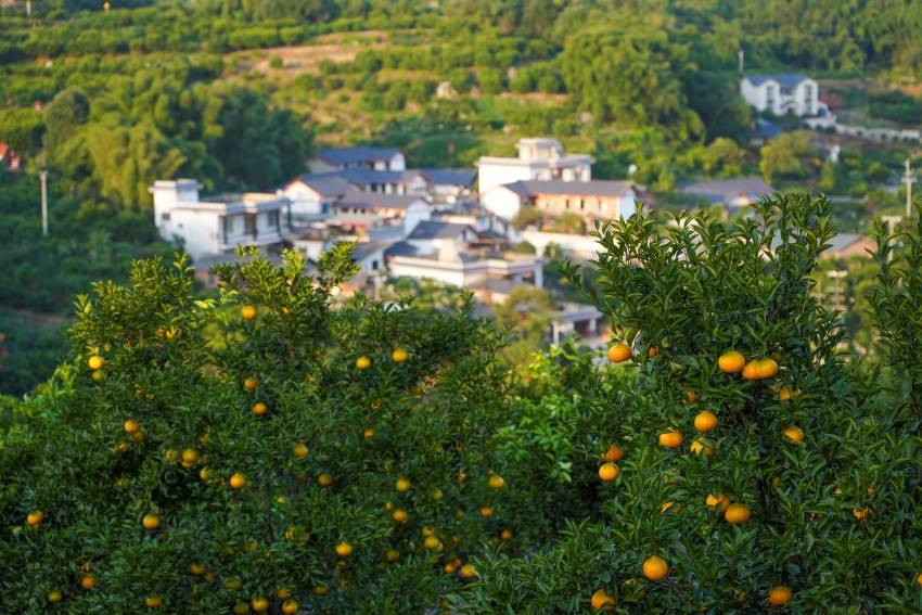 柑橘产业园。青神县委宣传部供图