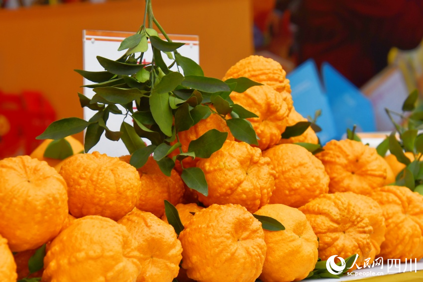 目前成熟的柑橘。人民网记者王洪江 摄