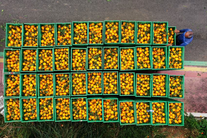 装满框的柑橘。青神县委宣传部供图