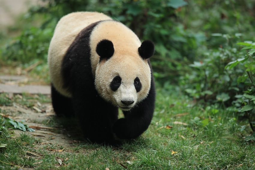 大熊猫艾玖。成都大熊猫繁育研究基地供图