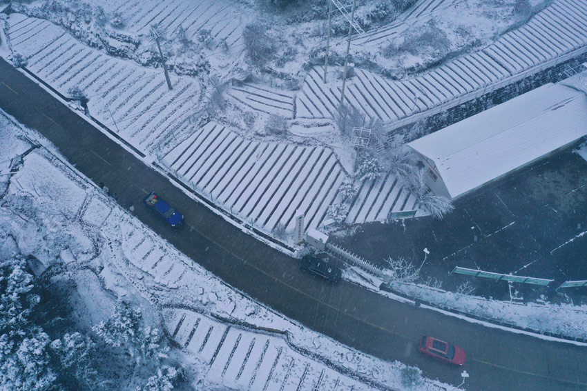 雪中的道地中药材研发中心。中江县委宣传部供图
