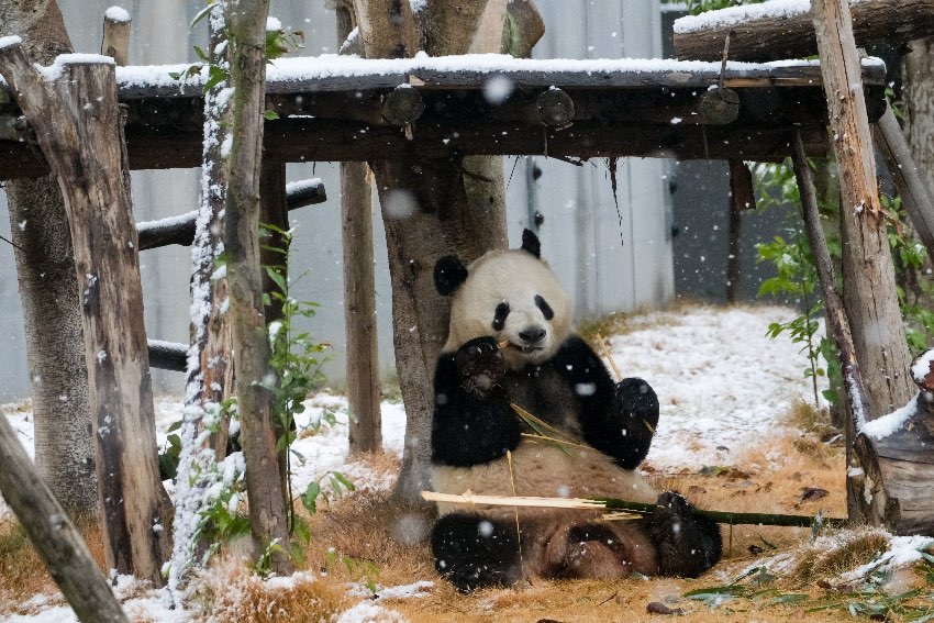 雪中吃竹的大熊猫。成都大熊猫繁育研究基地供图
