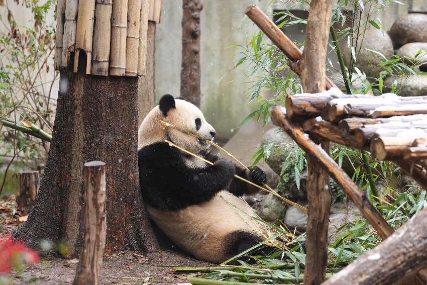 雪中吃竹的大熊貓。成都大熊貓繁育研究基地供圖