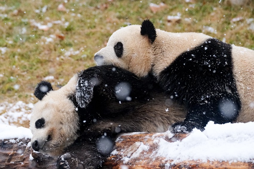雪地里打闹的大熊猫。成都大熊猫繁育研究基地供图