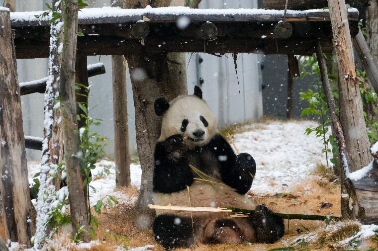 成都迎2024年首场瑞雪 大熊猫雪中“吃播”超可爱