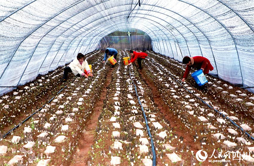 大棚豐收羊肚菌。潘建勇攝