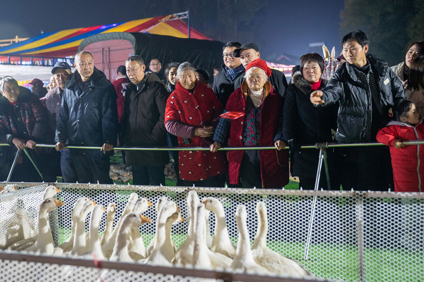 2月1日，群众在眉山市彭山区金烛村的万家水碾夜市体验“套鹅”游乐项目。翁光建摄