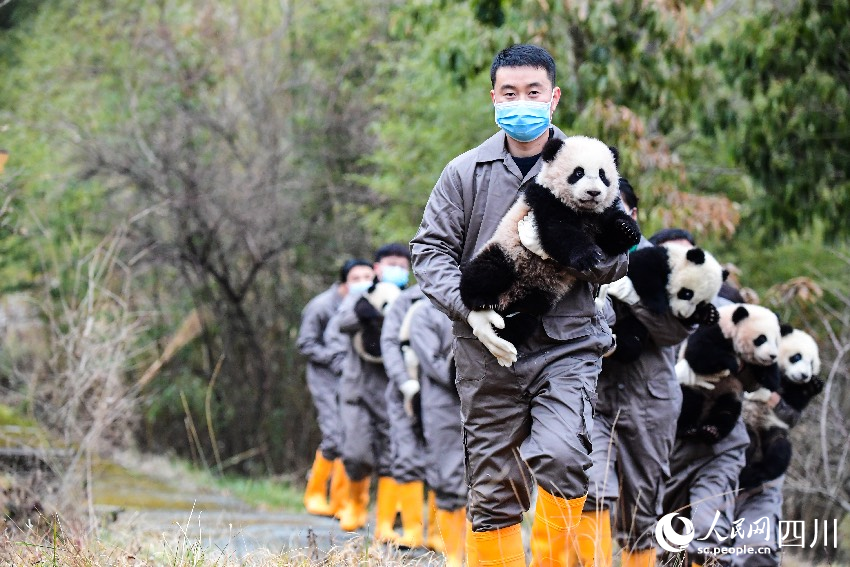 2024年大熊貓寶寶賀新春。李傳有攝