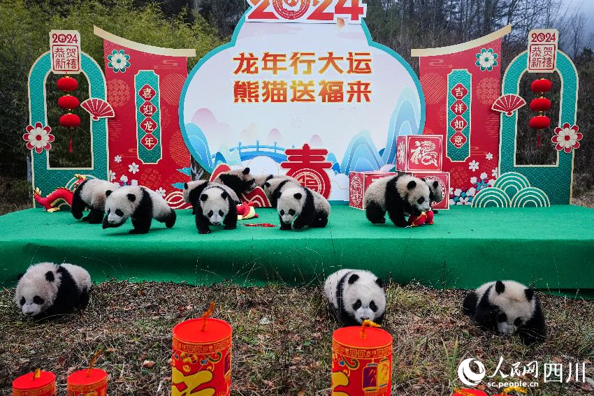 2024年大熊貓寶寶賀新春。李傳有攝