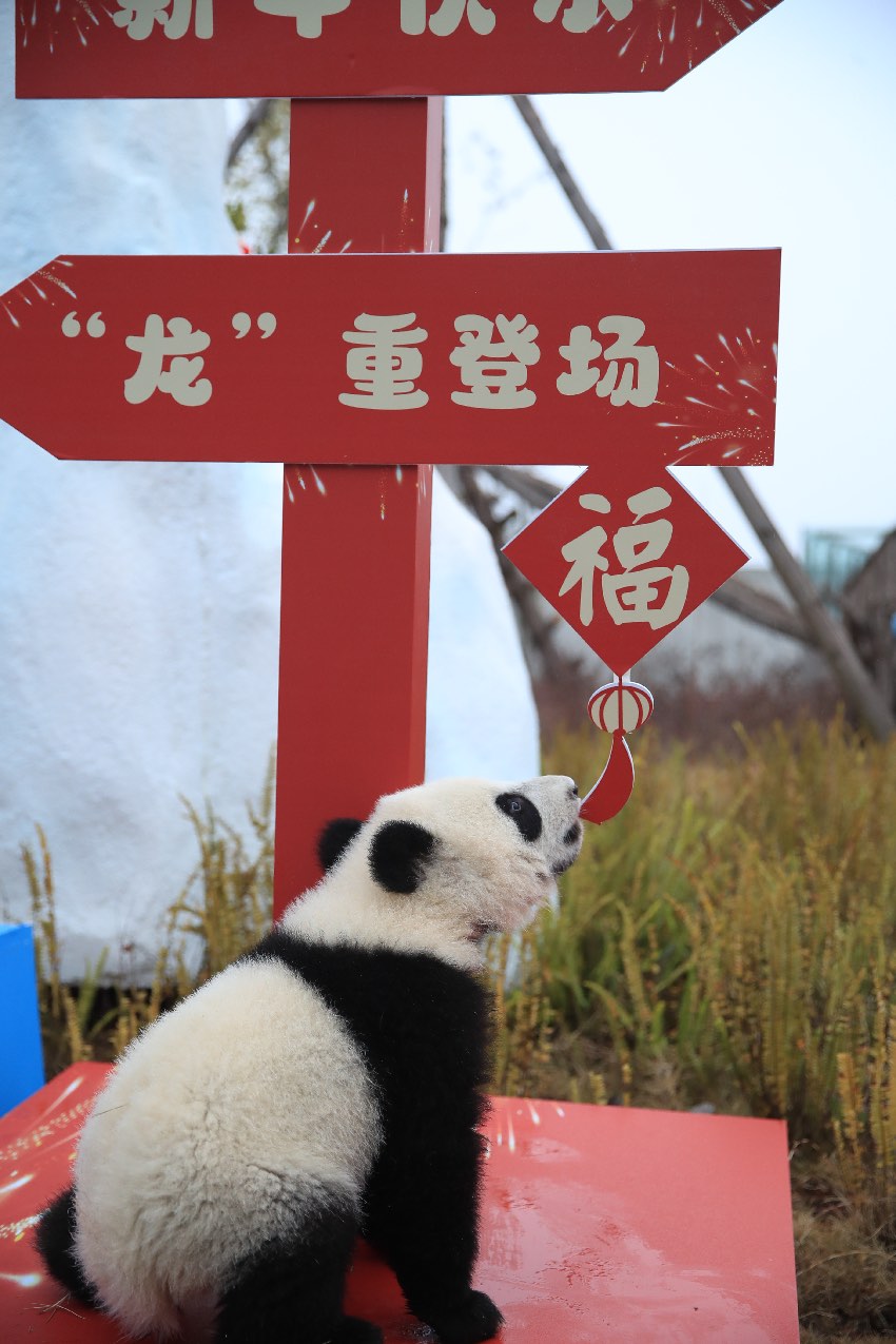 熊貓基地大熊貓寶寶賀新春。成都大熊貓繁育研究基地供圖