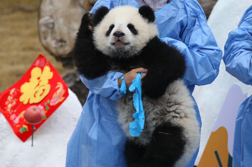 熊貓基地大熊貓寶寶賀新春。成都大熊貓繁育研究基地供圖