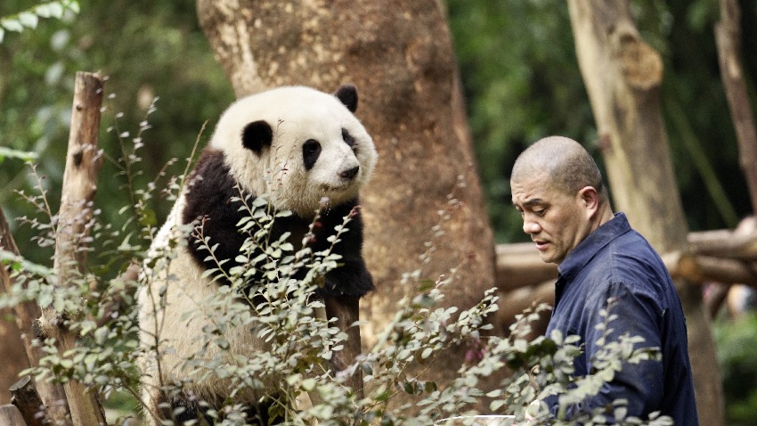 饲养员谭金淘“谭爷爷”与大熊猫和花“花花”。成都大熊猫繁育研究基地供图