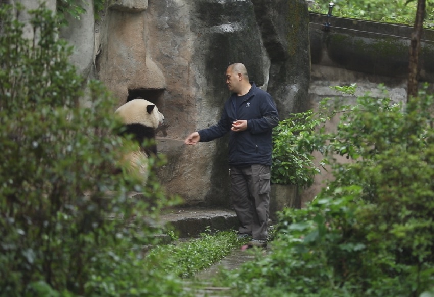 飼養員譚金淘“譚爺爺”與大熊貓和花“花花”。成都大熊貓繁育研究基地供圖