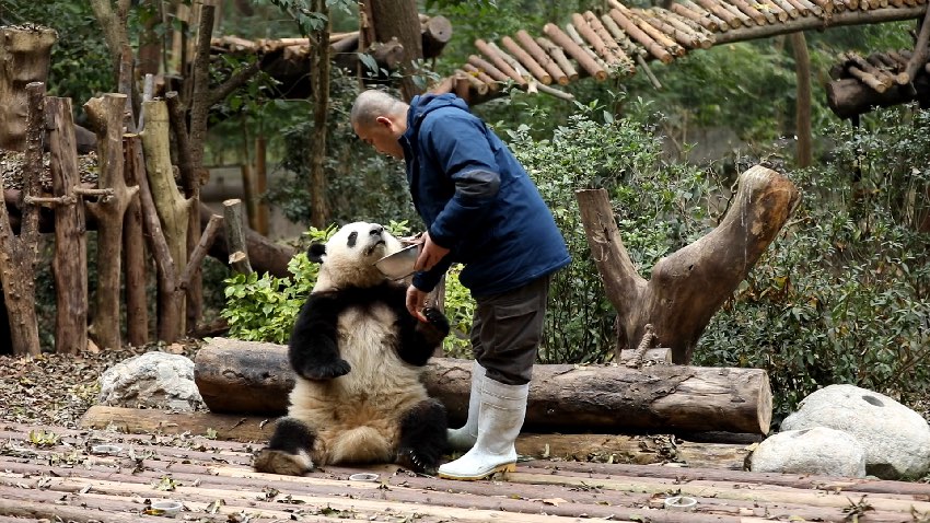 饲养员谭金淘“谭爷爷”与大熊猫和花“花花”。成都大熊猫繁育研究基地供图
