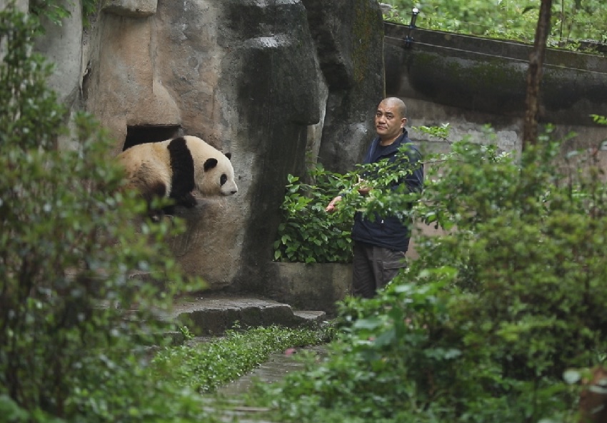 飼養員譚金淘“譚爺爺”與大熊貓和花“花花”。成都大熊貓繁育研究基地供圖