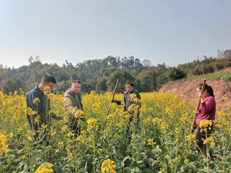 永寧街道黨員科技服務小分隊隊員在安富村8組田間地頭向村民傳授油菜和果樹春季田間管理技術。