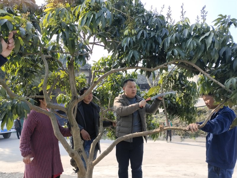永宁街道党员科技服务小分队队员在安富村8组田间地头向村民传授油菜和果树春季田间管理技术。