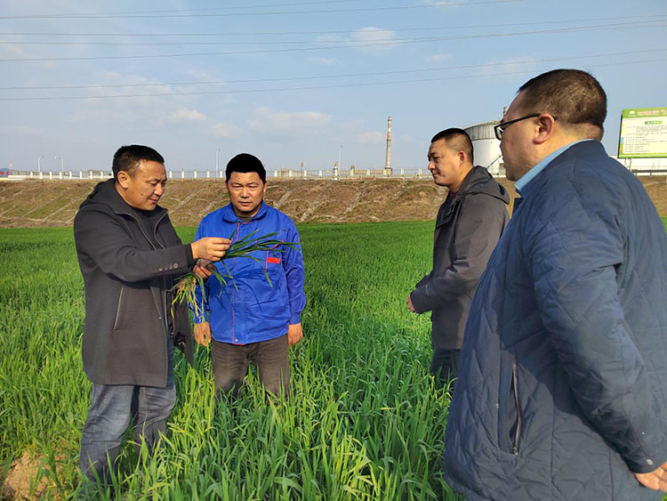 农技人员在田间技术指导。苍溪县融媒体中心供图