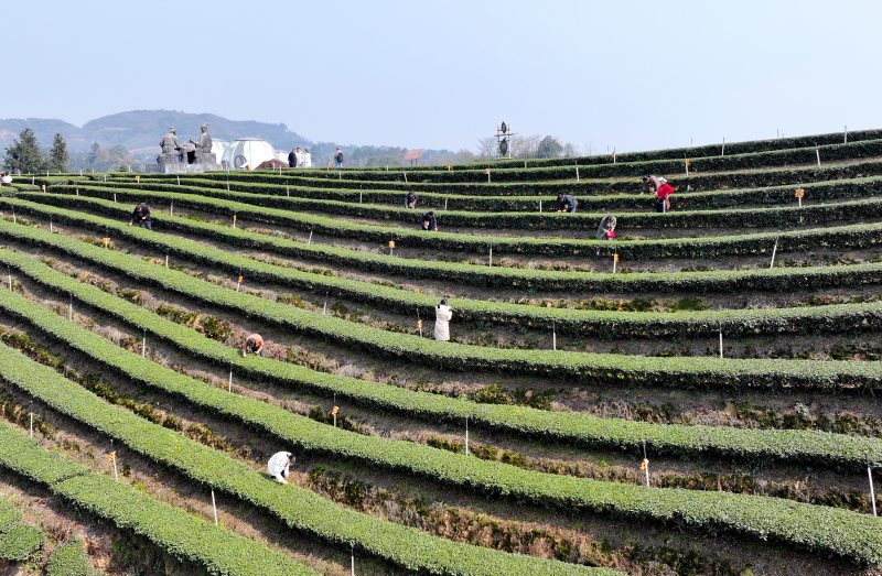 纳溪区护国镇梅岭村特早茶基地。纳溪区委宣传部供图
