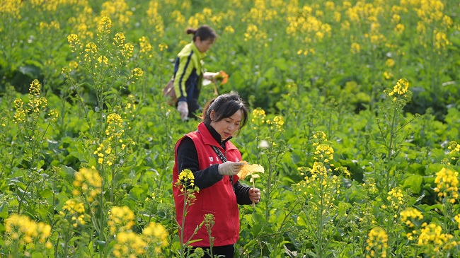 植保站农技人员在田间开展油菜病虫害的监测调查。徐振宇供图