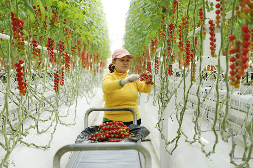 2月19日，四川省南充市高坪區江陵鎮的中法農業科技園循環農業園智能溫室大棚內工人忙著採摘小番茄。