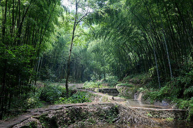 花龍溝。榮縣融媒供圖