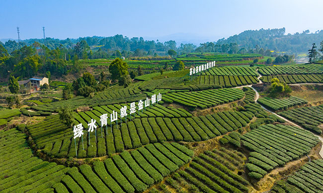 来牟镇一洞桥村茶叶基地。荣县融媒供图
