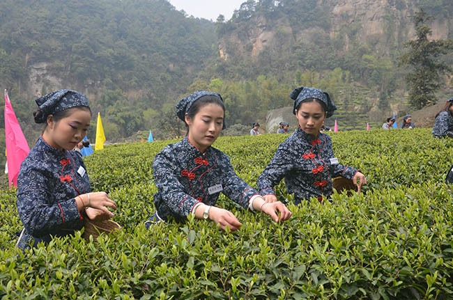 体验采茶乐趣。荣县融媒供图