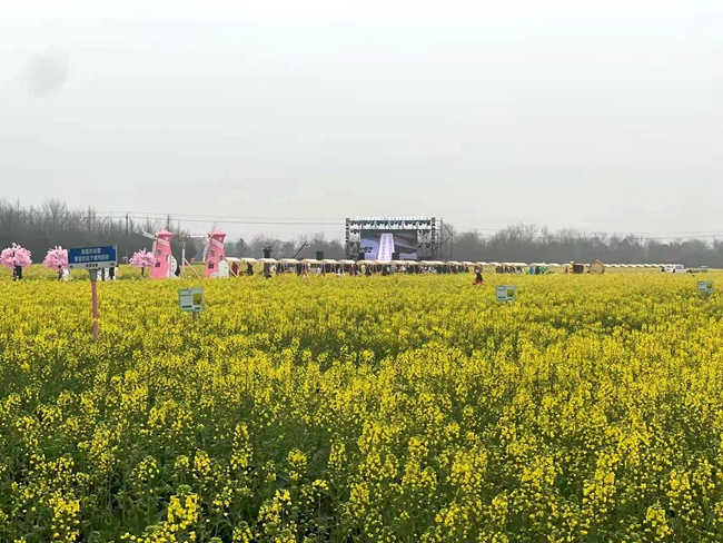 百余亩油菜花将现场点缀成一片金色花海。陈方耀供图