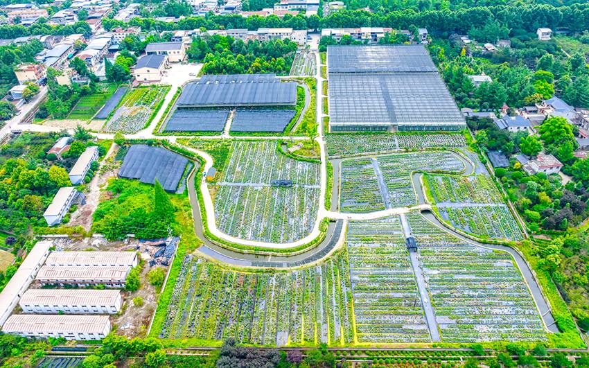 和晟德花木出口基地。张志强供图