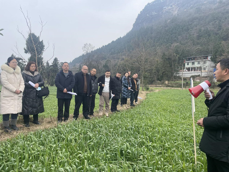小麦春管技术指导现场。苍溪县融媒体中心供图