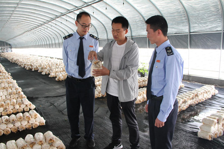 稅務干部實地了解食用菌種植情況。涼山州稅務局供圖