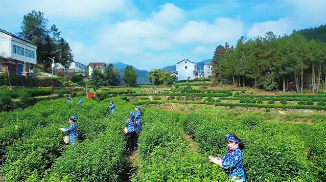 茶山一片繁忙的采摘景象。万源市融媒体中心供图