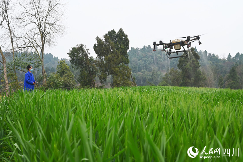 農機手操作植保無人機對小麥噴施農藥，防治病虫害。蘭自濤攝